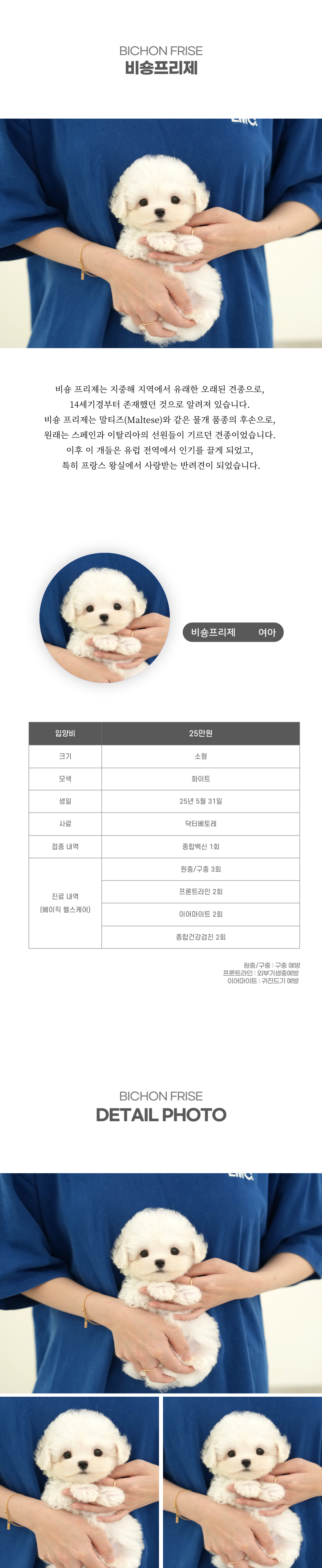 미니비숑_상세이미지_2